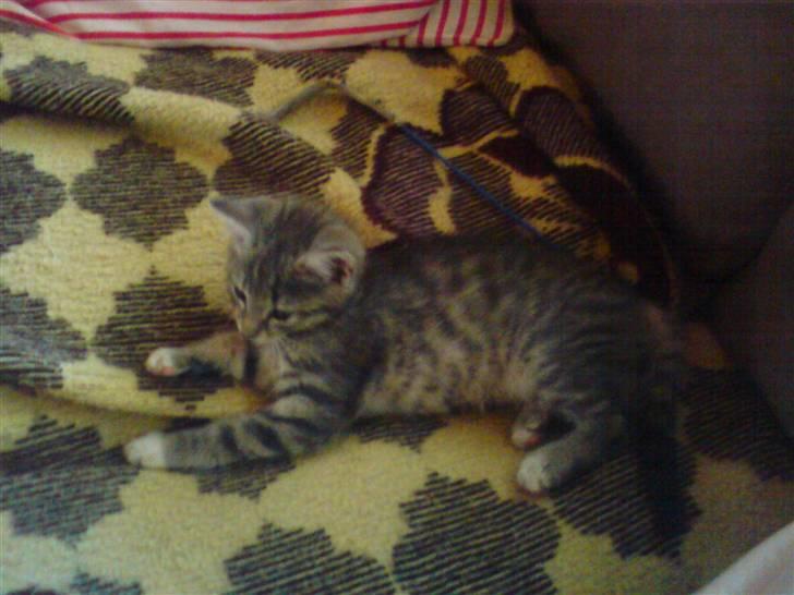 Huskat tiger ( væk? )  billede 3