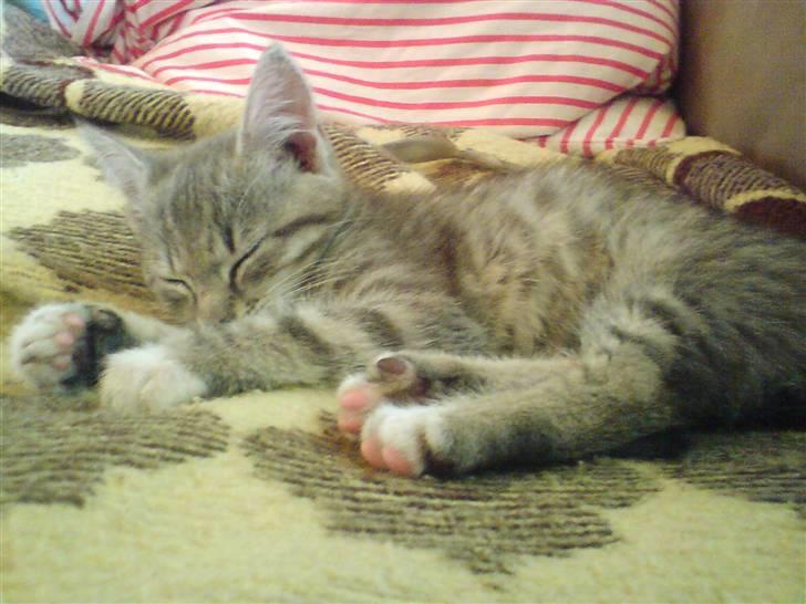 Huskat tiger ( væk? )  billede 4