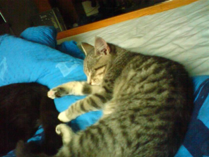 Huskat tiger ( væk? )  billede 5