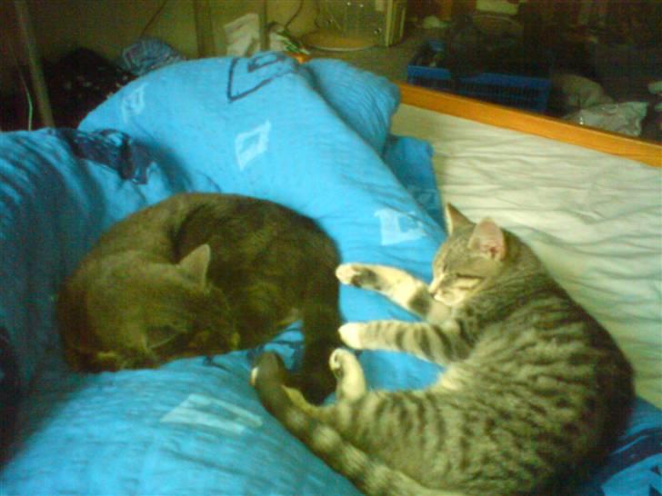 Huskat tiger ( væk? )  billede 6