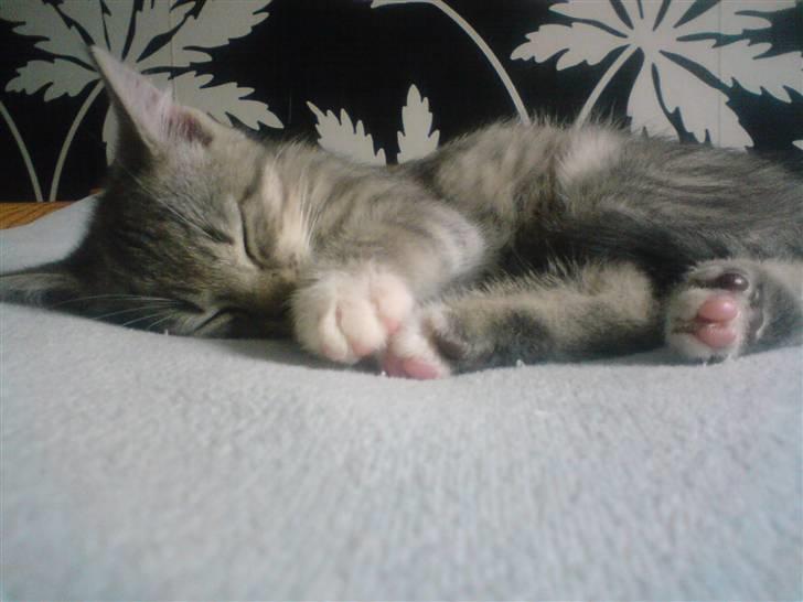 Huskat tiger ( væk? )  billede 7