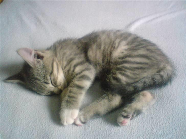 Huskat tiger ( væk? )  billede 8