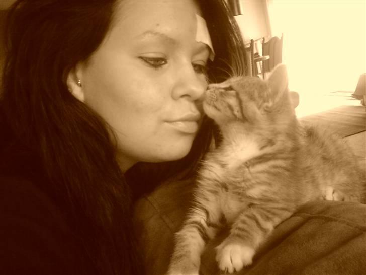 Huskat tiger ( væk? )  billede 9