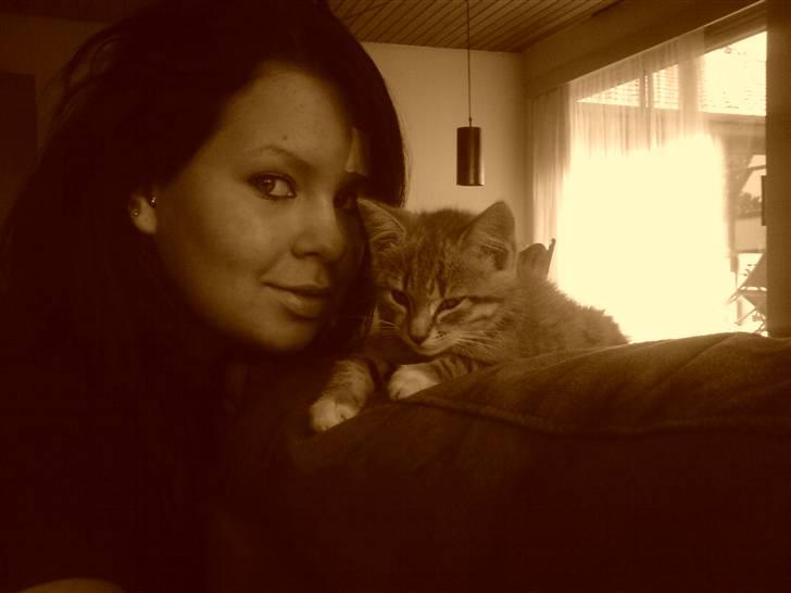 Huskat tiger ( væk? )  billede 11