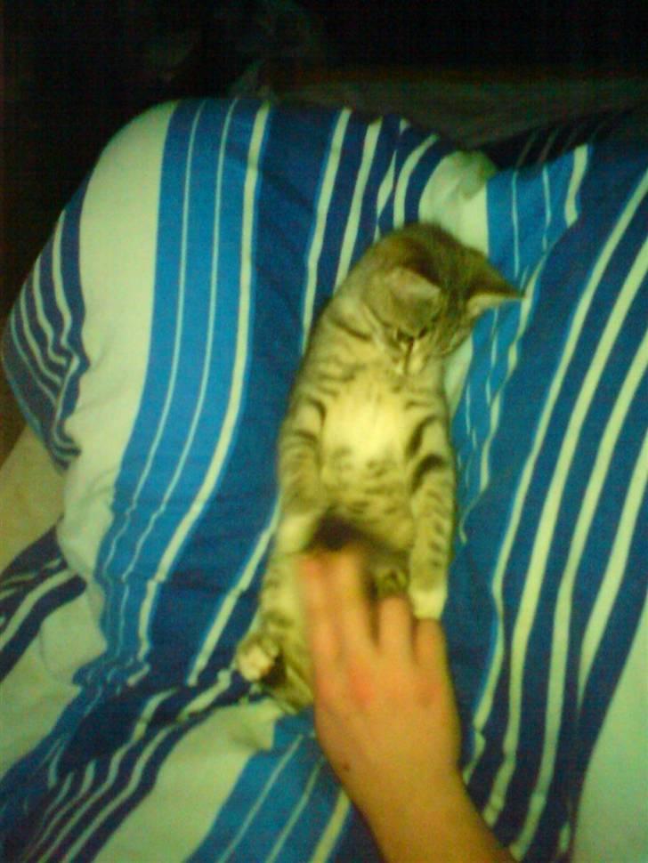 Huskat tiger ( væk? )  billede 12