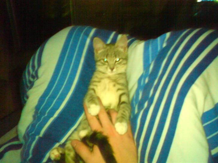 Huskat tiger ( væk? )  billede 15