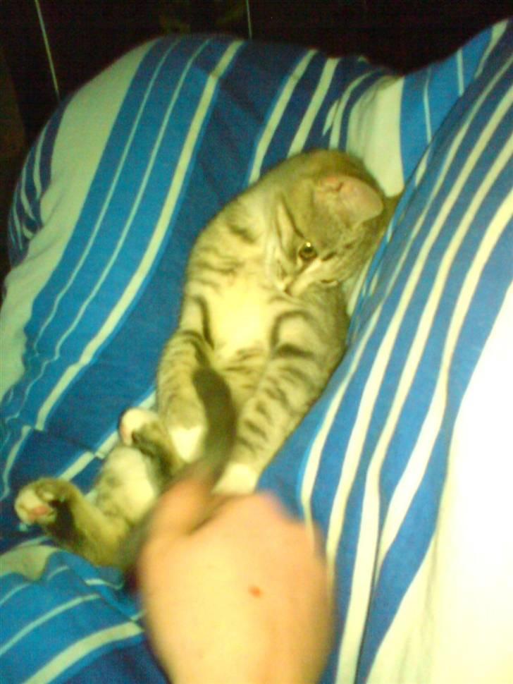 Huskat tiger ( væk? )  billede 16