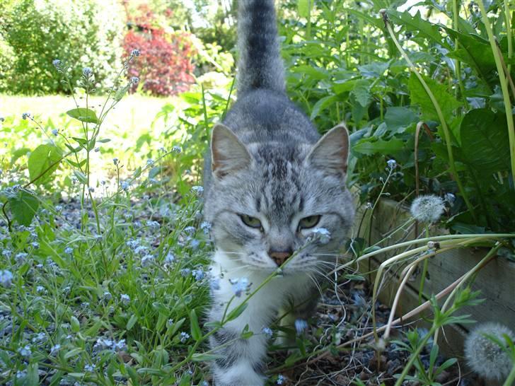 Huskat Bisse Misse R.I.P. 281210 - sommer 09. billede 1