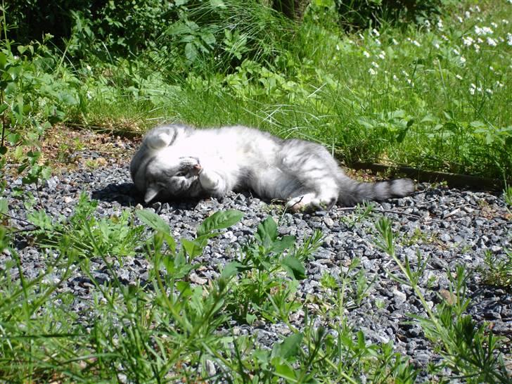 Huskat Bisse Misse R.I.P. 281210 - Somnmer 09. billede 2