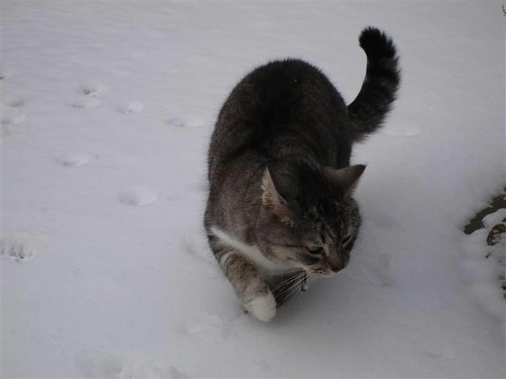 Huskat Bisse Misse R.I.P. 281210 - hendes pels kan blive utrolig stor :0) en lille bomuldsklump.. billede 3