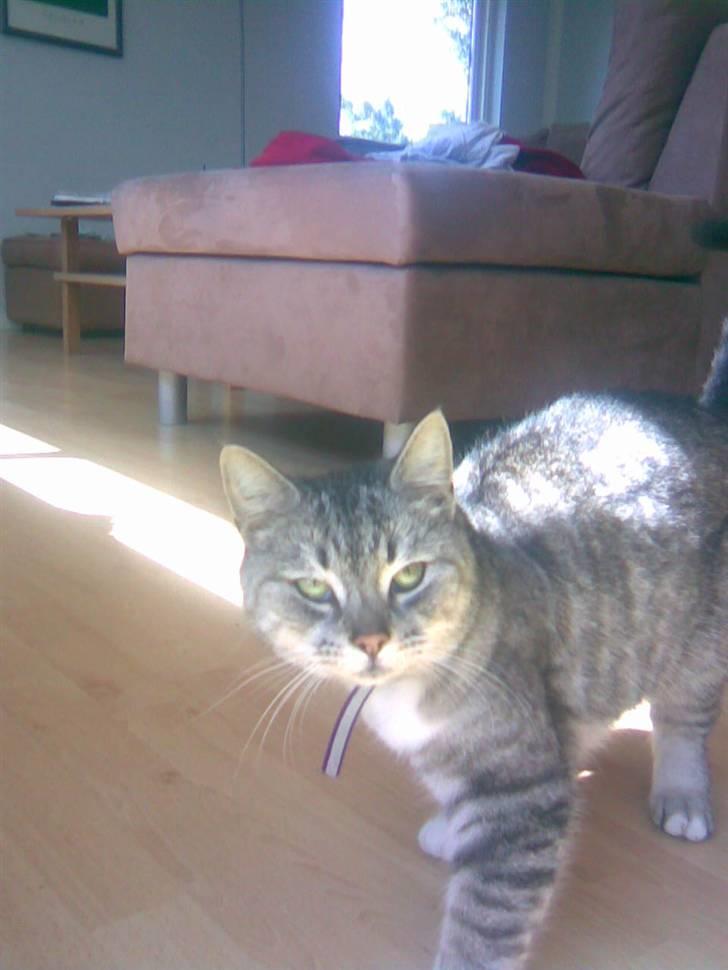 Huskat Bisse Misse R.I.P. 281210 - et af de meget bedre billeder af min lille Bisse billede 4