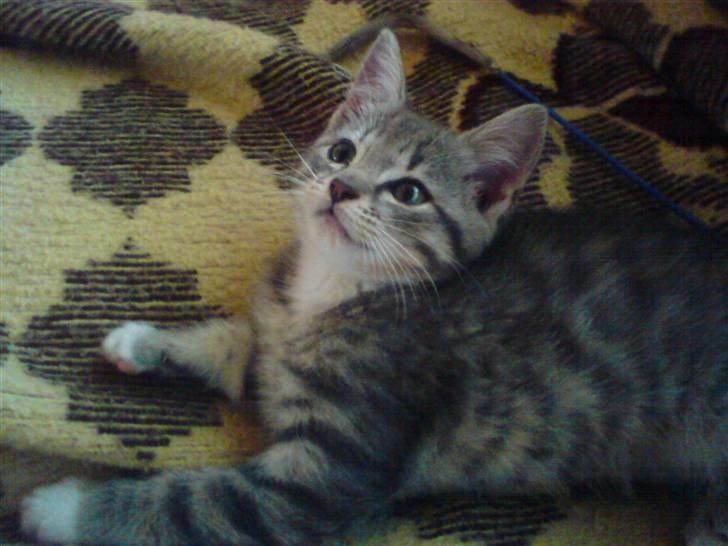 Huskat tiger ( væk? )  billede 17