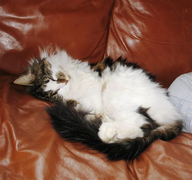 Blanding af racer Norsk skovkat/Agnes R.I.P - I profil billede 11