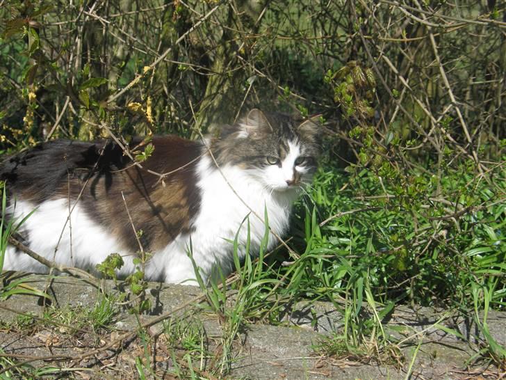 Blanding af racer Norsk skovkat/Agnes R.I.P - Forår i haven 2008 billede 12