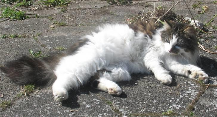 Blanding af racer Norsk skovkat/Agnes R.I.P - Agnes nyder forårssolen billede 13