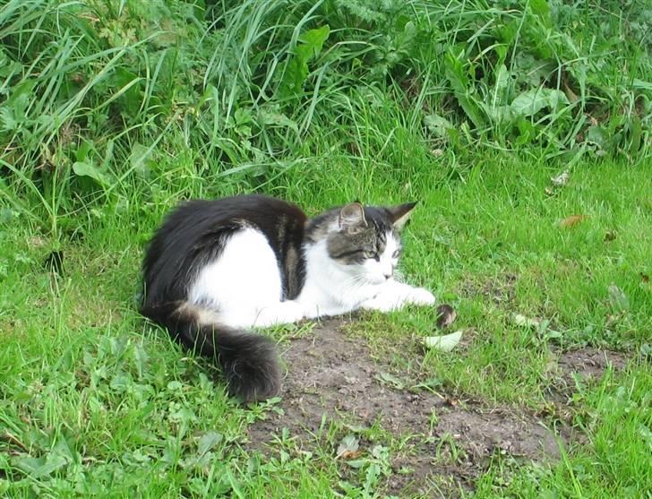 Blanding af racer Norsk skovkat/Agnes R.I.P billede 14