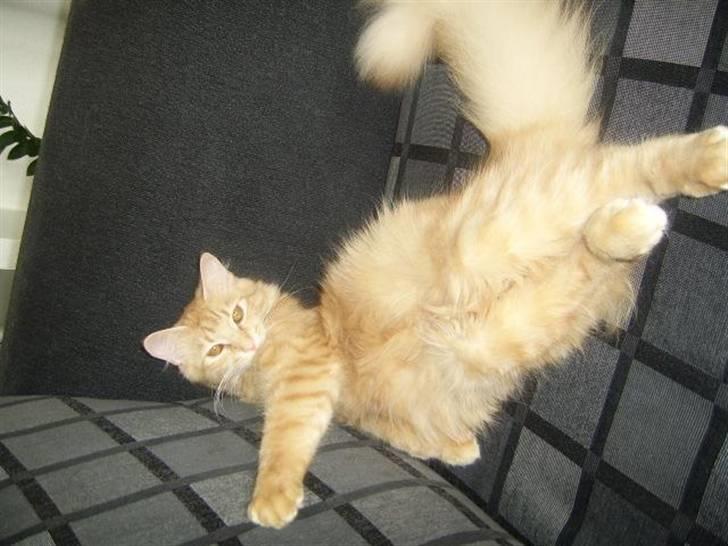 Norsk Skovkat Tilde billede 13