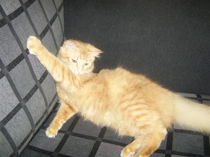 Norsk Skovkat Tilde billede 14