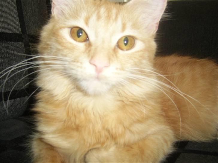 Norsk Skovkat Tilde billede 15