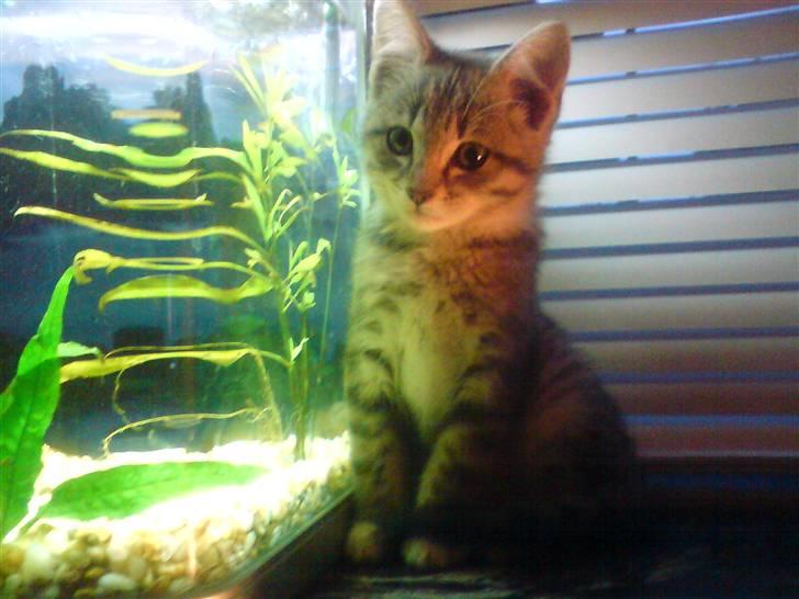 Huskat tiger ( væk? )  billede 18