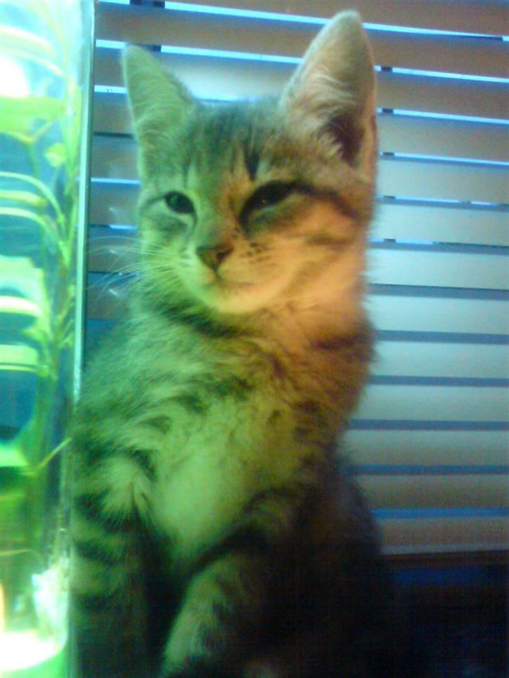 Huskat tiger ( væk? )  billede 19