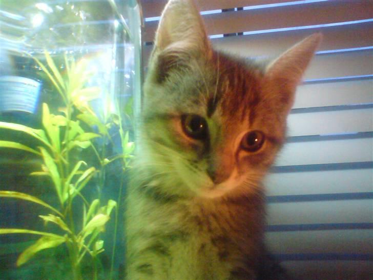 Huskat tiger ( væk? )  billede 20