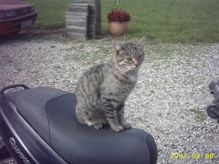 Blanding af racer Basse - Velkommen <3 Er lige oppe og sidde på fars scooter :) billede 1