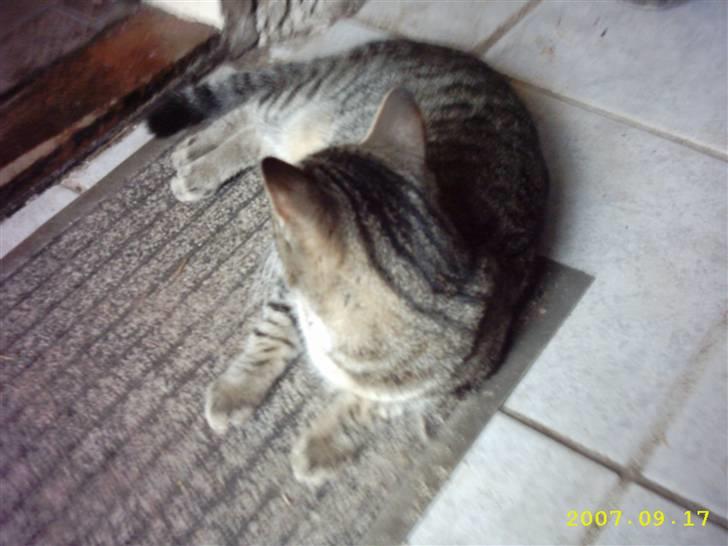 Blanding af racer Basse - Hvor er jeg søød ?? billede 2