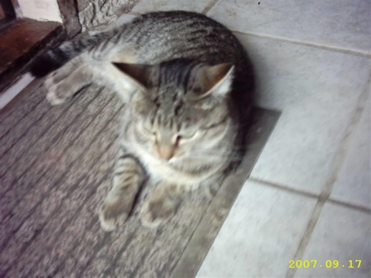 Blanding af racer Basse - Nutted ? billede 3