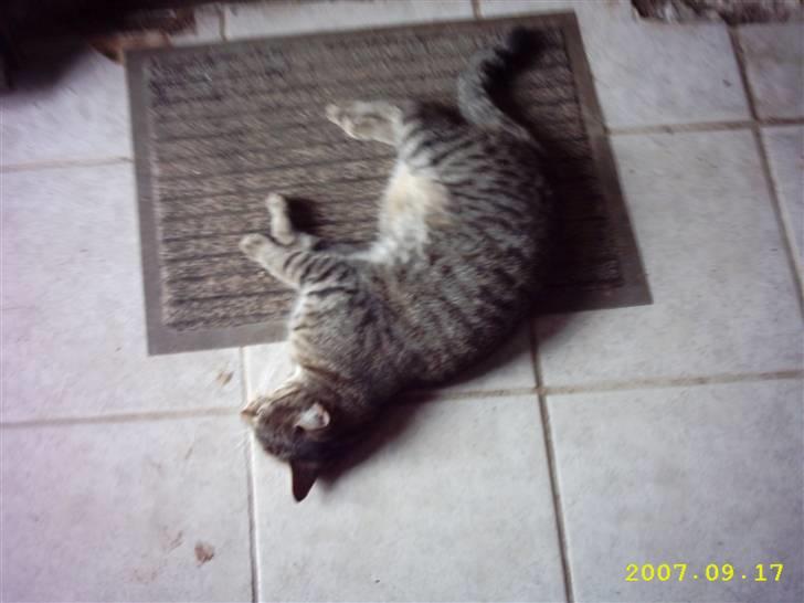 Blanding af racer Basse - Tager lige en slapper :D billede 4