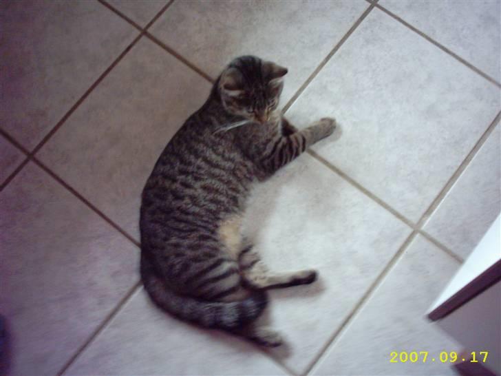 Blanding af racer Basse - Igen ? billede 5