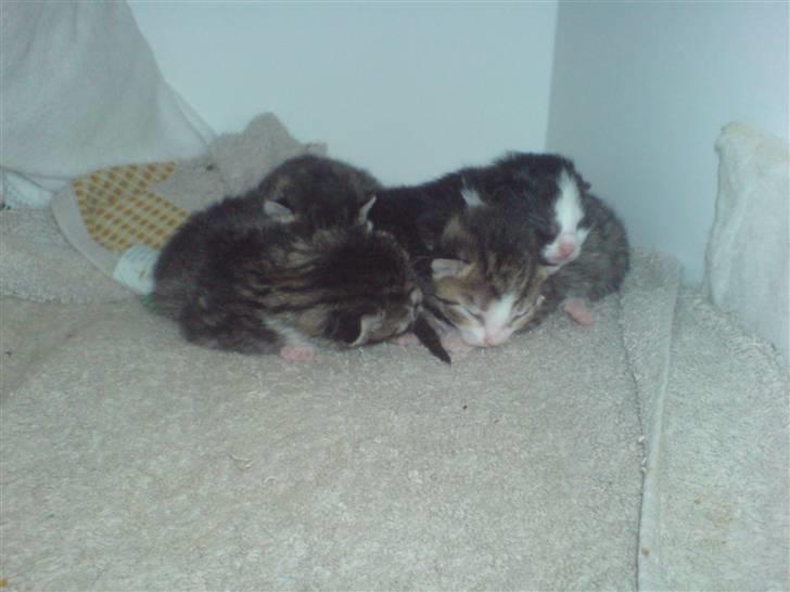 Norsk Skovkat Kisser - kisser s4 nye killinger billede 14