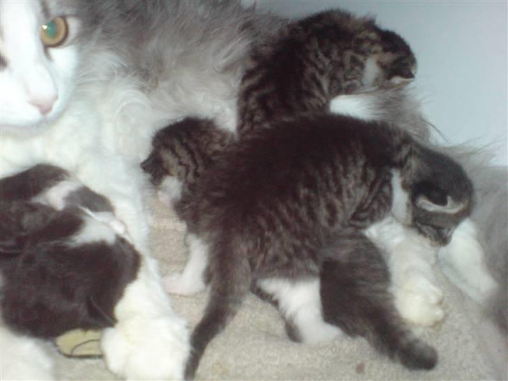 Norsk Skovkat Kisser - så fik vi endelig øjne  billede 15