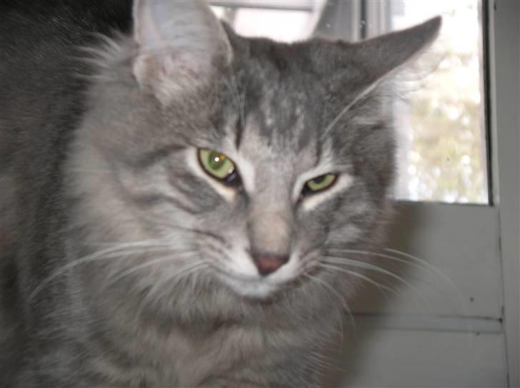 Norsk Skovkat Silver - Jeg vokser godt....er snart ½ år. billede 18