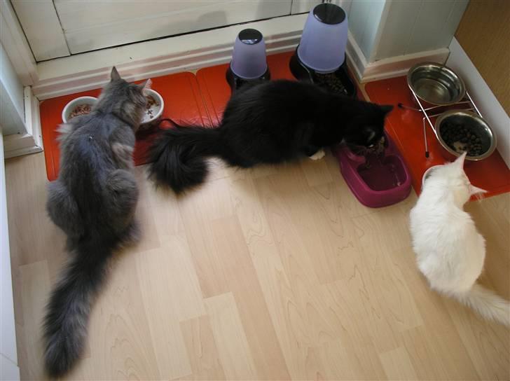 Blanding af racer Soffi - Her er vi hhv 3½ md, 5½ md, og 11½ md. billede 16