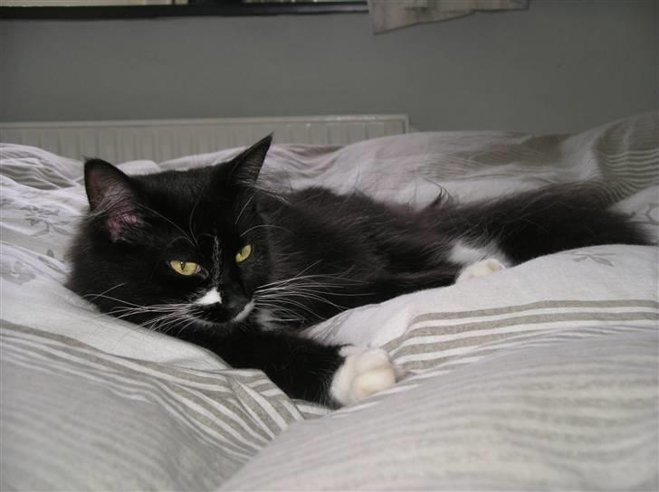 Blanding af racer Soffi - Om 11 dage bli´r jeg 1 år. billede 17