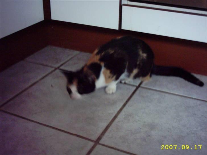 Blanding af racer Mini mis - Hehe <3 billede 2