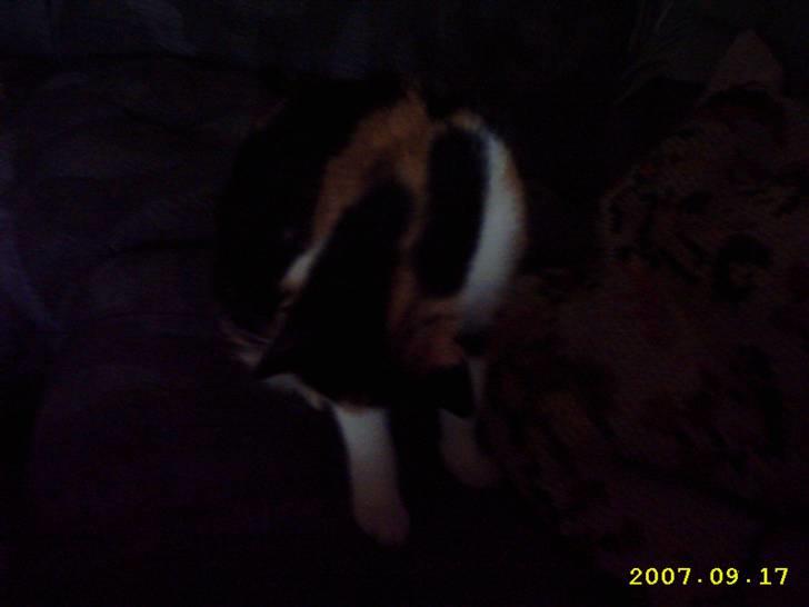 Blanding af racer Mini mis - Vaskning ? billede 3