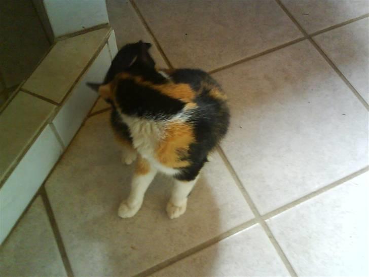 Blanding af racer Mini mis - Så smidig vi er :) billede 4