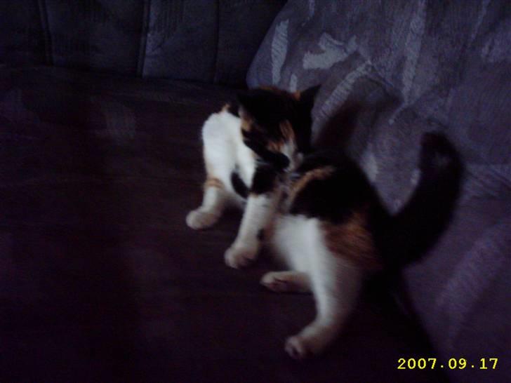 Blanding af racer Mini mis - Vask <3 billede 5