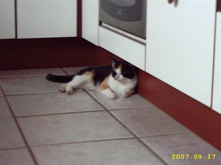 Blanding af racer Mini mis - Min lille tøs :) billede 6