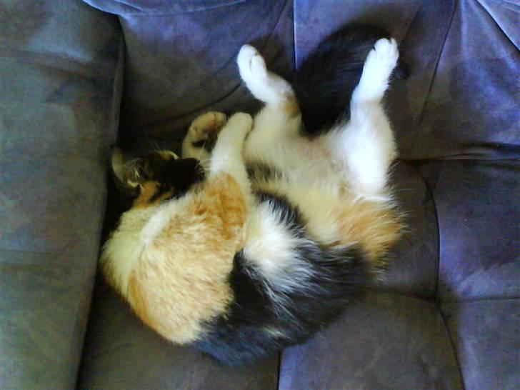 Blanding af racer Mini mis - Zz .. billede 7