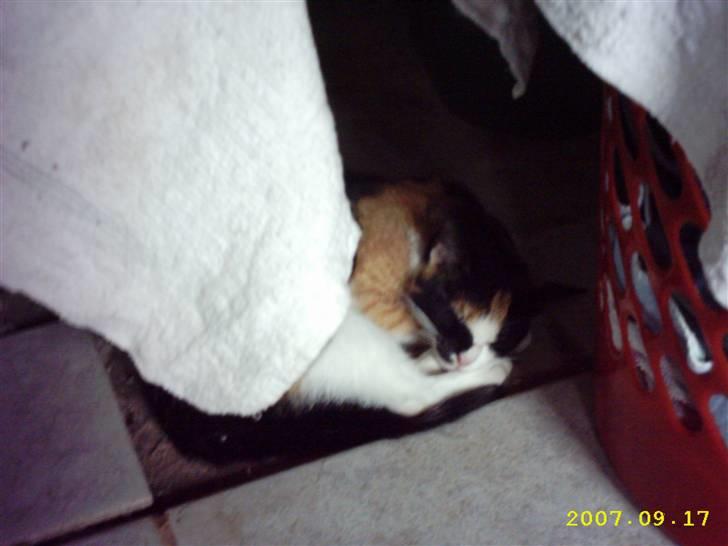 Blanding af racer Mini mis - Zzz .. billede 8