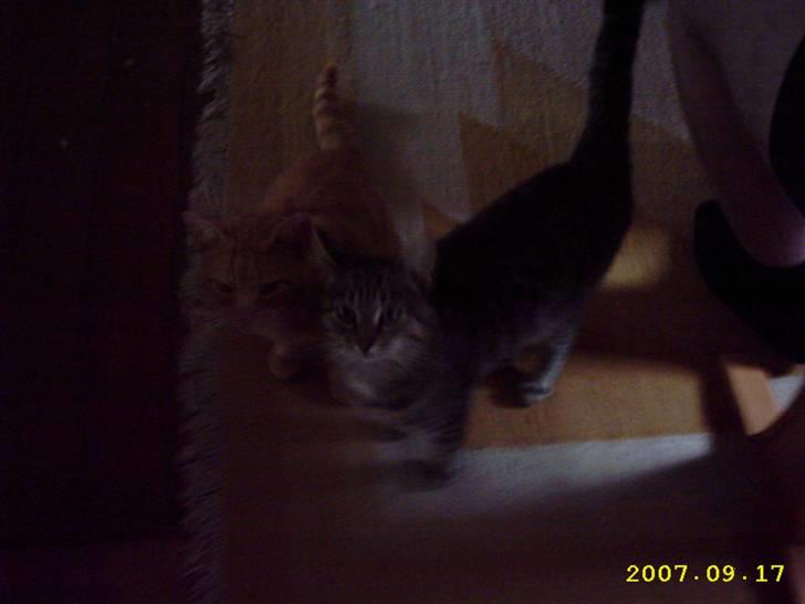 Blanding af racer Basse - Hejsa der ?? <3 billede 6