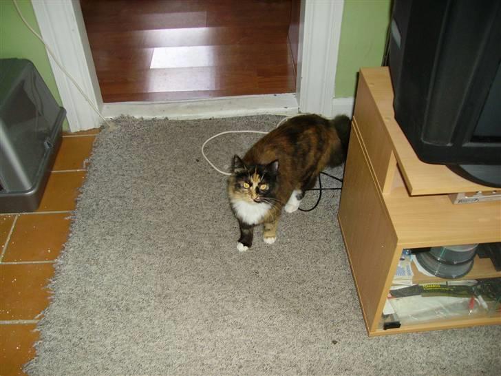 Blanding af racer  Pjuske  - titte bøh her kommer jeg billede 7