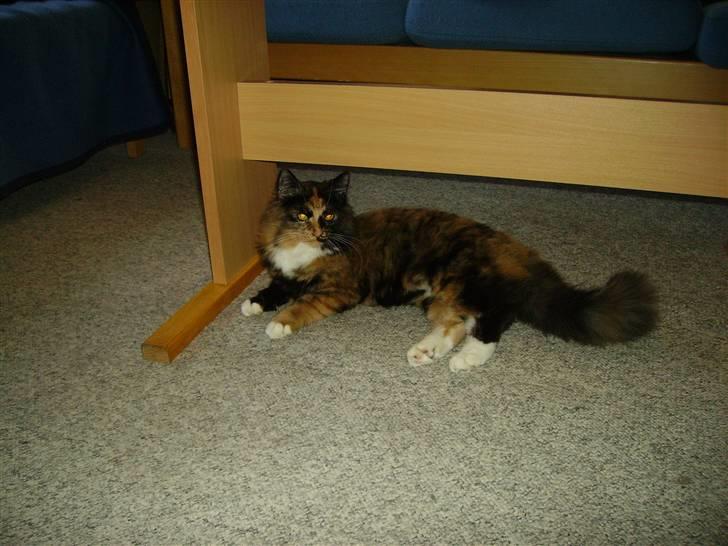 Blanding af racer  Pjuske  - slapper lidt af billede 8