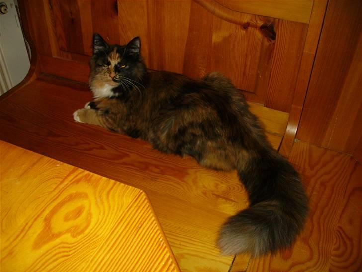 Blanding af racer  Pjuske  - dejlig med en slagbænk man lige kan ligge på billede 9