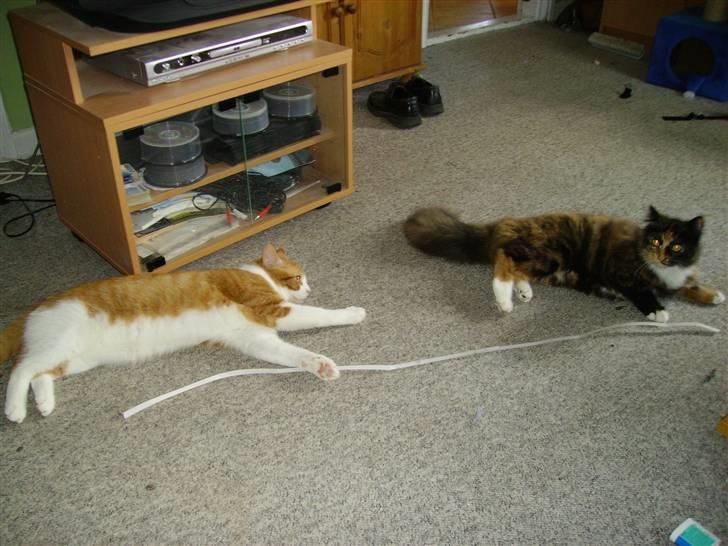 Huskat  Garfield  - her tager jeg mig en flyder med min søster pjuske som også er herinde i galleriet billede 6