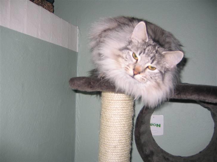 Norsk Skovkat Lindskjalv's Beila - lidt skæv...<33 (L.. billede 8