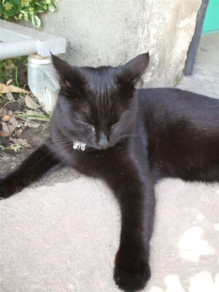 Huskat ¤Minka¤ billede 1